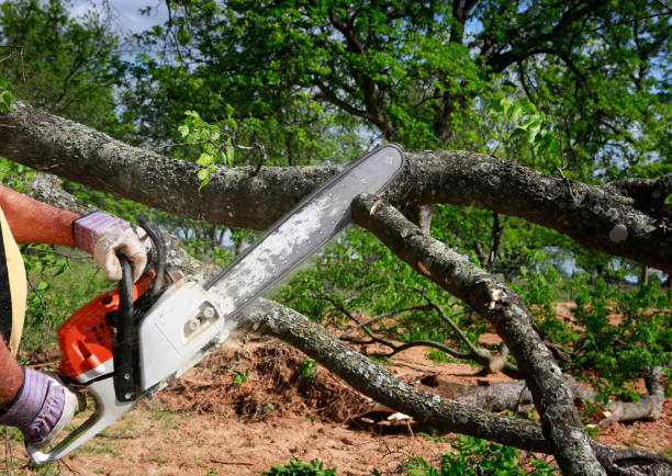 Best Tree Removal Near Me  in Palm Beach, FL